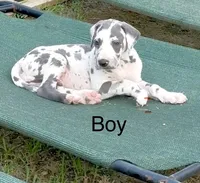 Jessie, a male Great Dane for sale in Goodlettsville, TN – 2 of 10