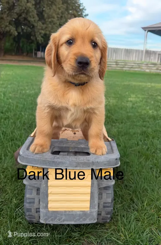 AKC golden retriever- dark blue  – Golden Retriever puppy for sale in Denair, CA