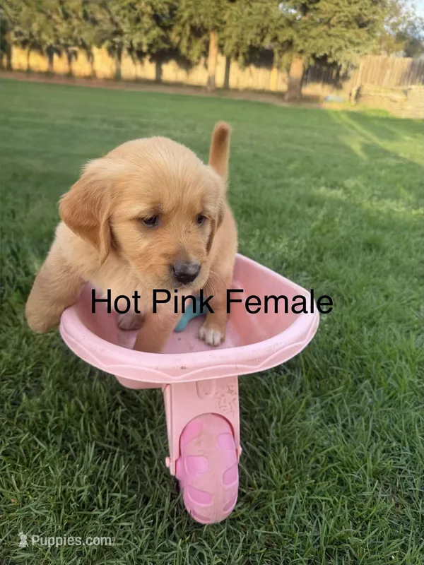 AKC golden retriever- hot pink – Golden Retriever puppy for sale in Denair, CA