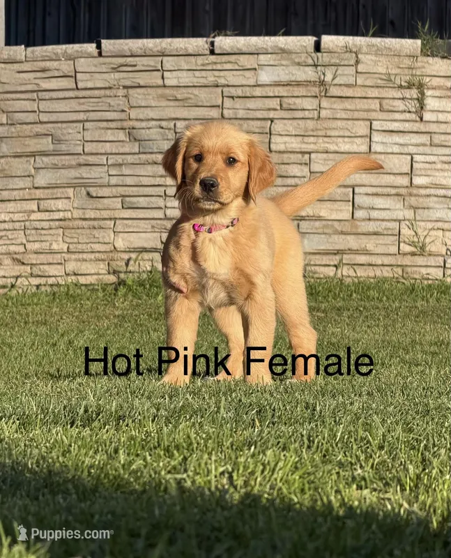 AKC golden retriever- hot pink – Golden Retriever puppy for sale in Denair, CA