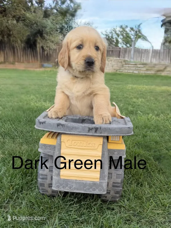 AKC golden retriever- dark green – Golden Retriever puppy for sale in Denair, CA
