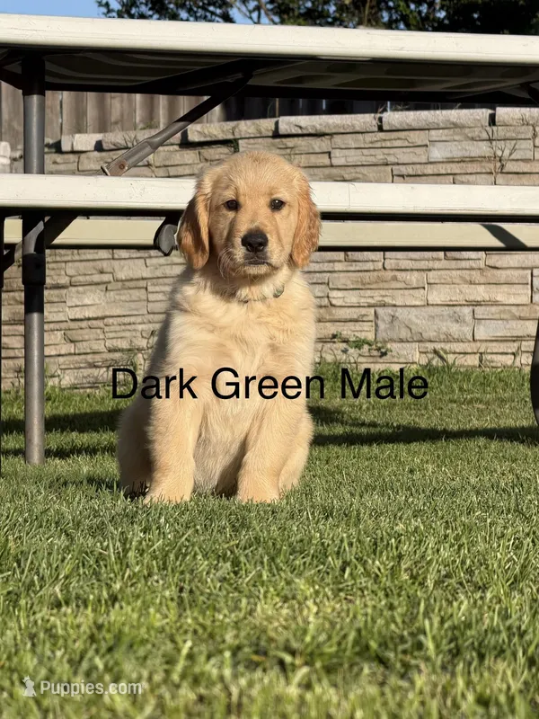 AKC golden retriever- dark green – Golden Retriever puppy for sale in Denair, CA