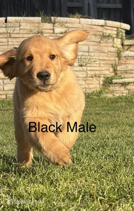 AKC golden retriever- black – Golden Retriever puppy for sale in Denair, CA