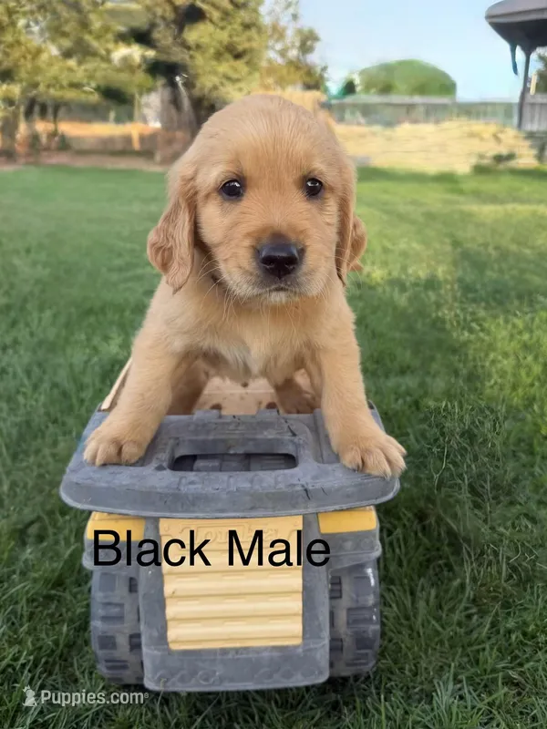 AKC golden retriever- black – Golden Retriever puppy for sale in Denair, CA