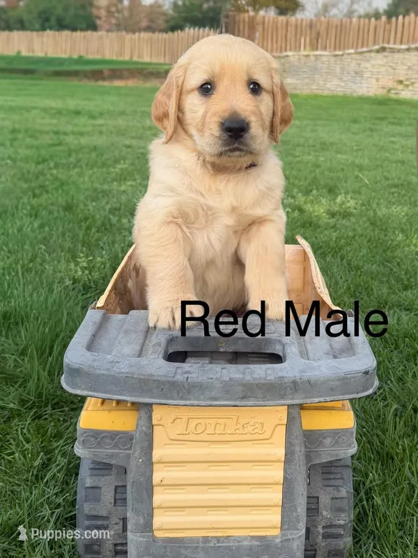 AKC golden retriever-red  – Golden Retriever puppy for sale in Denair, CA