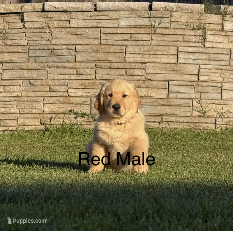 AKC golden retriever-red  – Golden Retriever puppy for sale in Denair, CA