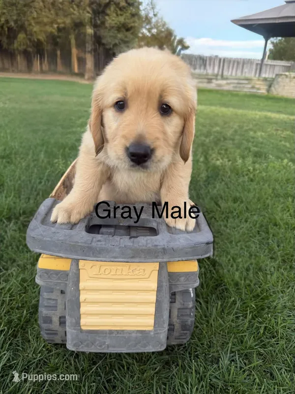 AKC golden retriever- gray – Golden Retriever puppy for sale in Denair, CA