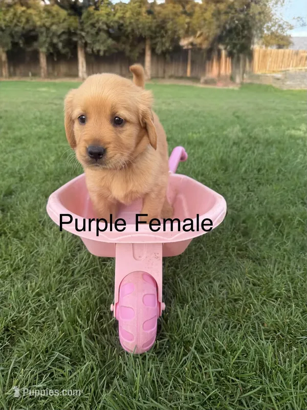 AKC golden retriever- purple – Golden Retriever puppy for sale in Denair, CA