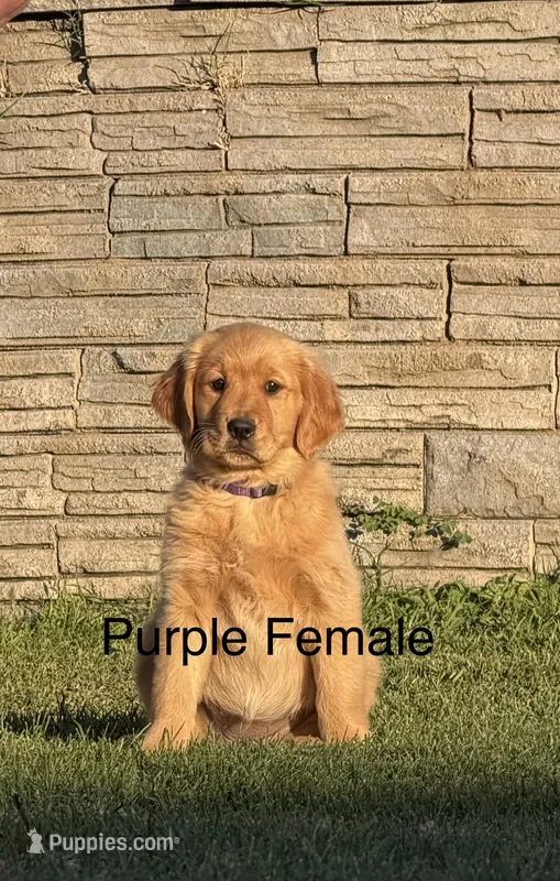 AKC golden retriever- purple – Golden Retriever puppy for sale in Denair, CA