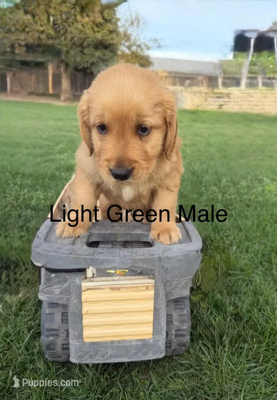 AKC golden retriever- light green – Golden Retriever puppy for sale in Denair, CA