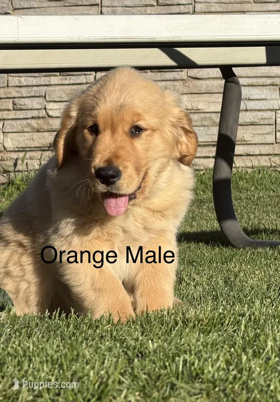 AKC golden retriever- orange – Golden Retriever puppy for sale in Denair, CA