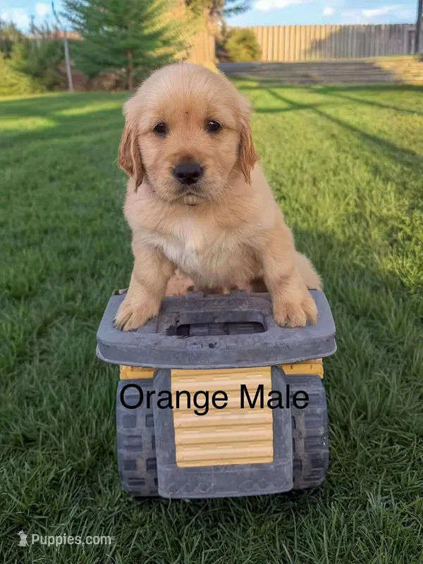 AKC golden retriever- orange – Golden Retriever puppy for sale in Denair, CA