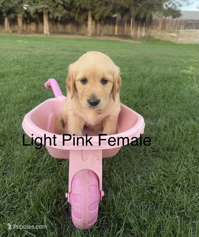 AKC golden retriever- light pink – Golden Retriever puppy for sale in Denair, CA