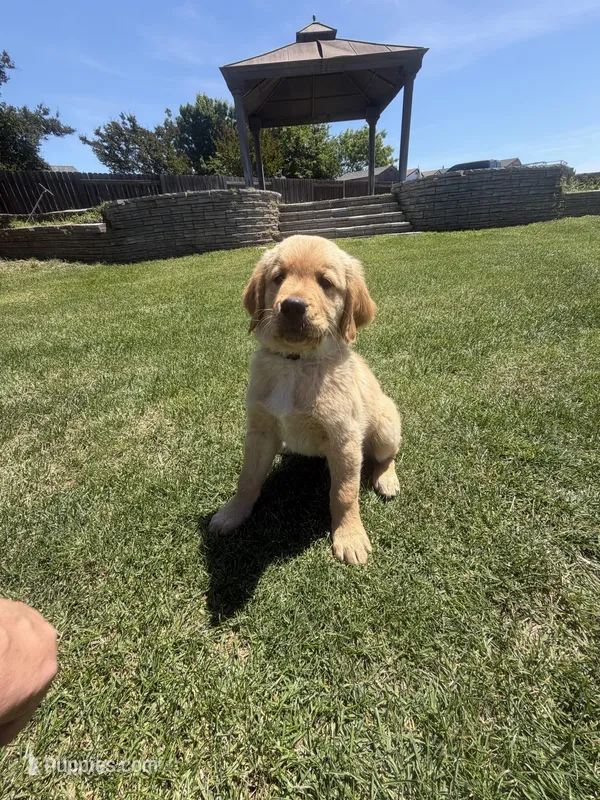 AKC golden retriever- light blue – Golden Retriever puppy for sale in Denair, CA