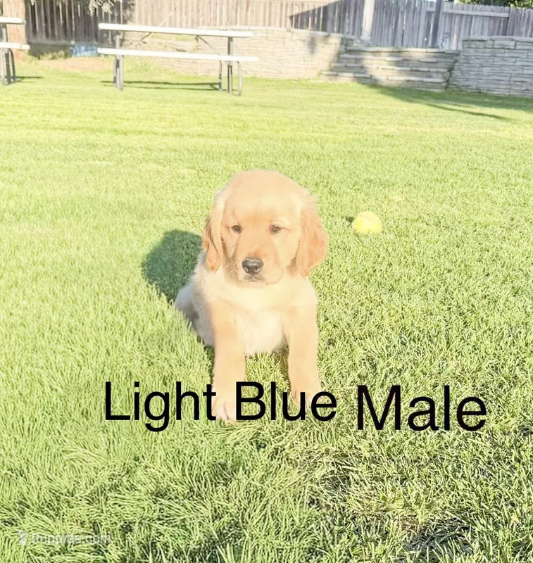 AKC golden retriever- light blue – Golden Retriever puppy for sale in Denair, CA