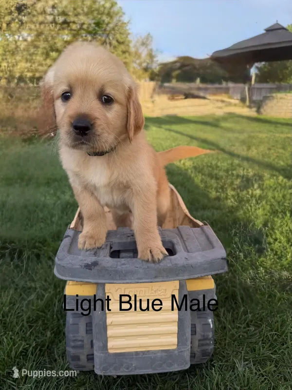 AKC golden retriever- light blue – Golden Retriever puppy for sale in Denair, CA