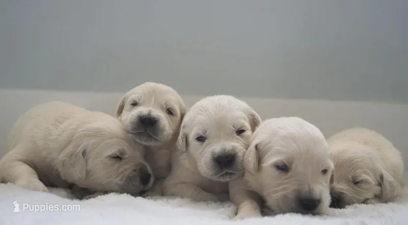 ENGLISH CREAM LITTER
