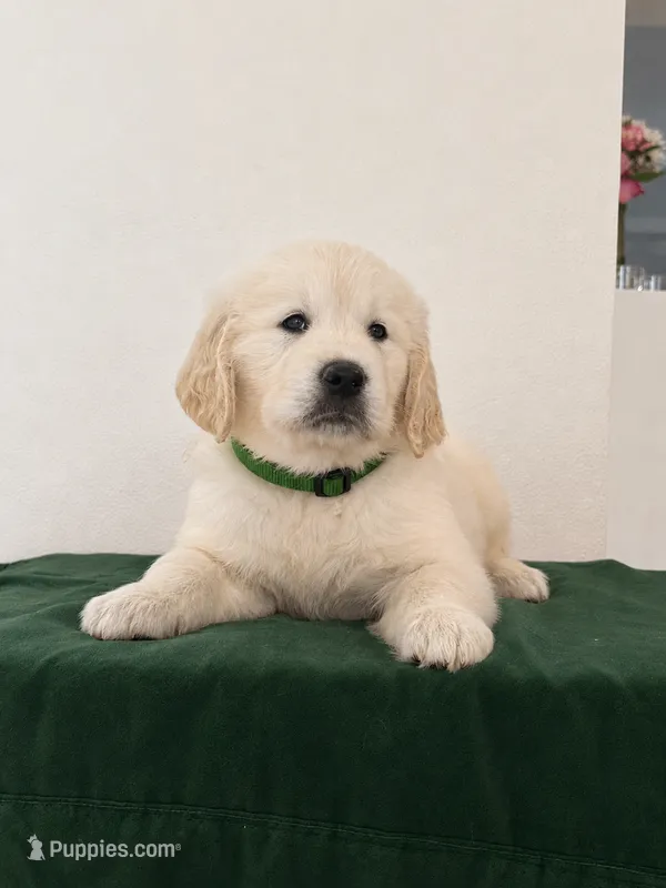 GREEN – English Cream Golden Retriever puppy for sale in Miami, FL