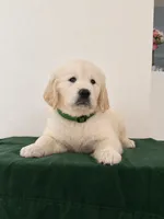 GREEN, a male English Cream Golden Retriever for sale in Miami, FL – 1 of 1