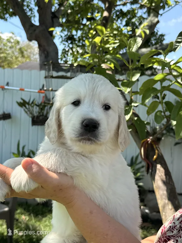 Banner , a male English Cream Golden Retriever for sale in Miami, FL – 1 of 1