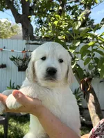 Banner , a male English Cream Golden Retriever for sale in Miami, FL – 1 of 1