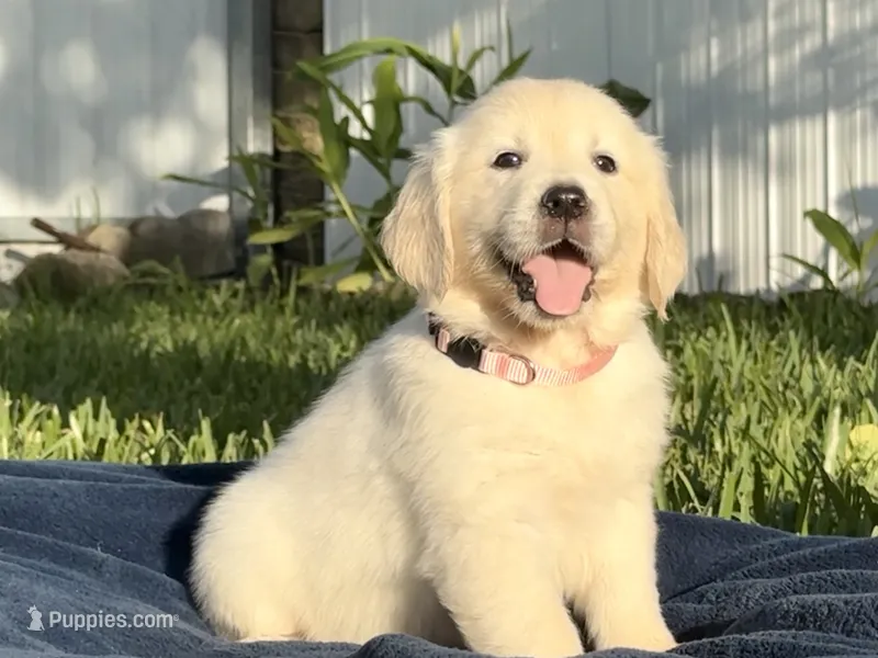 Pearl – English Cream Golden Retriever puppy for sale in Miami, FL