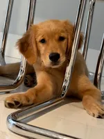 Macey, a female Golden Retriever for sale in Miami, FL – Photo 1 of 3