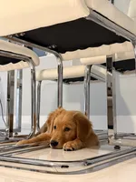 Macey, a female Golden Retriever for sale in Miami, FL – Photo 3 of 3