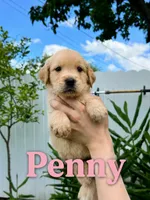 PENNY, a female Golden Retriever for sale in Miami, FL – 1 of 1
