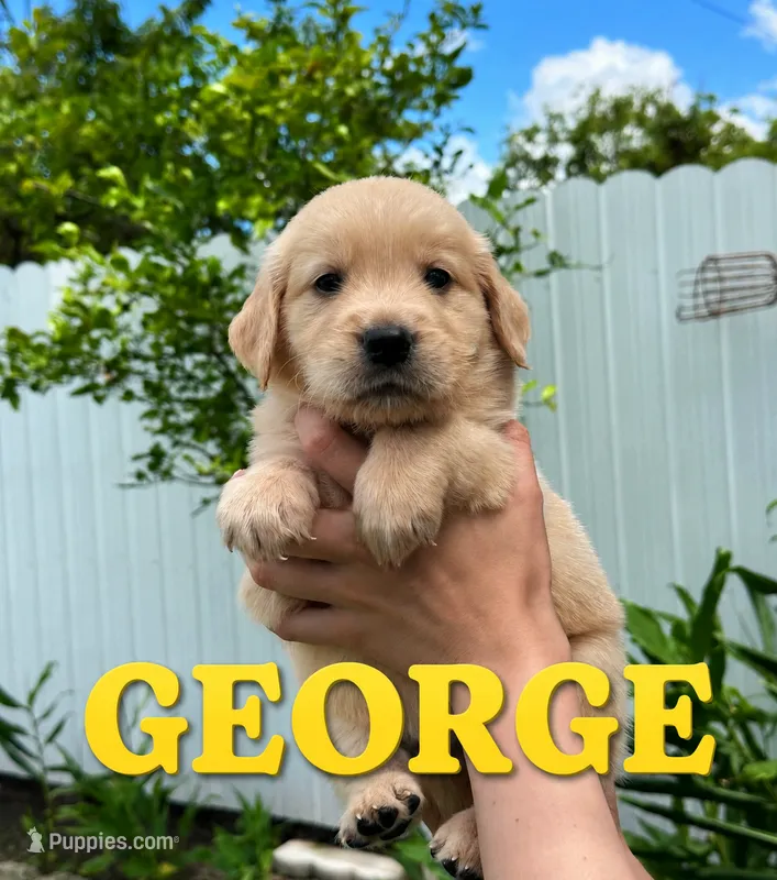 GEORGE  – Golden Retriever puppy for sale in Miami, FL