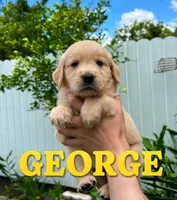 GEORGE , a male Golden Retriever for sale in Miami, FL – 1 of 1