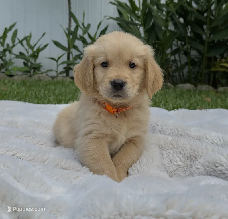 MAX – Golden Retriever puppy for sale in Miami, FL