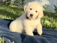 Pearl, a female English Cream Golden Retriever for sale in Miami, FL – 2 of 2