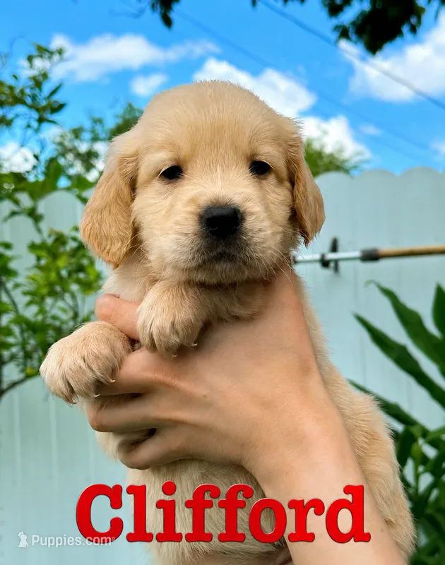 CLIFFORD  – Golden Retriever puppy for sale in Miami, FL