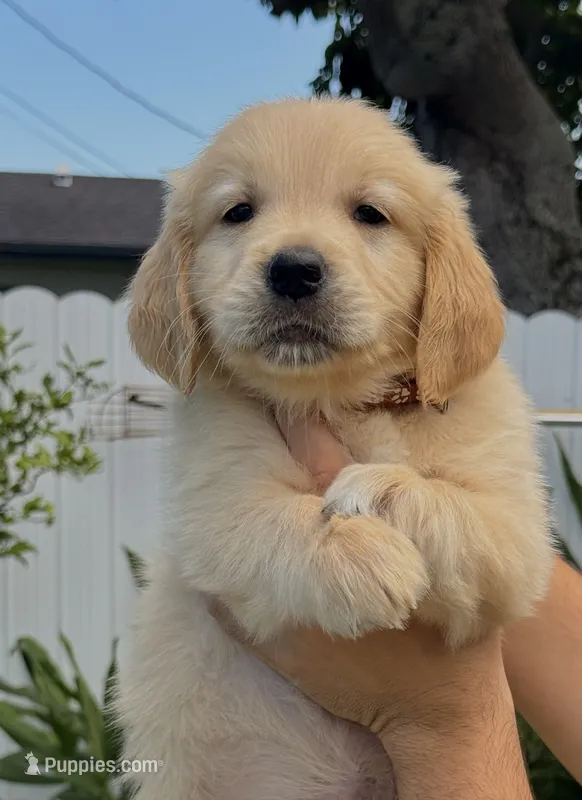 GEORGE  – Golden Retriever puppy for sale in Miami, FL