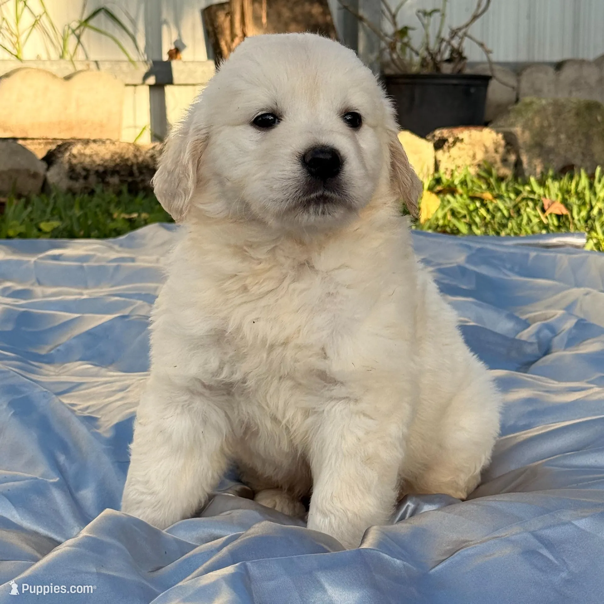 Ryker, a male English Cream Golden Retriever for sale in Miami, FL – Photo 1 of 1
