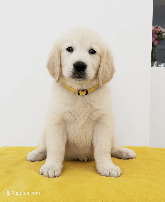 YELLOW – English Cream Golden Retriever puppy for sale in Miami, FL