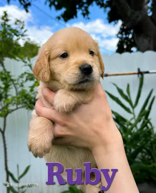 RUBY – Golden Retriever puppy for sale in Miami, FL