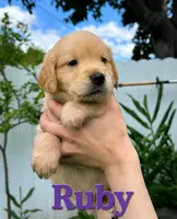 RUBY, a female Golden Retriever for sale in Miami, FL – 1 of 1