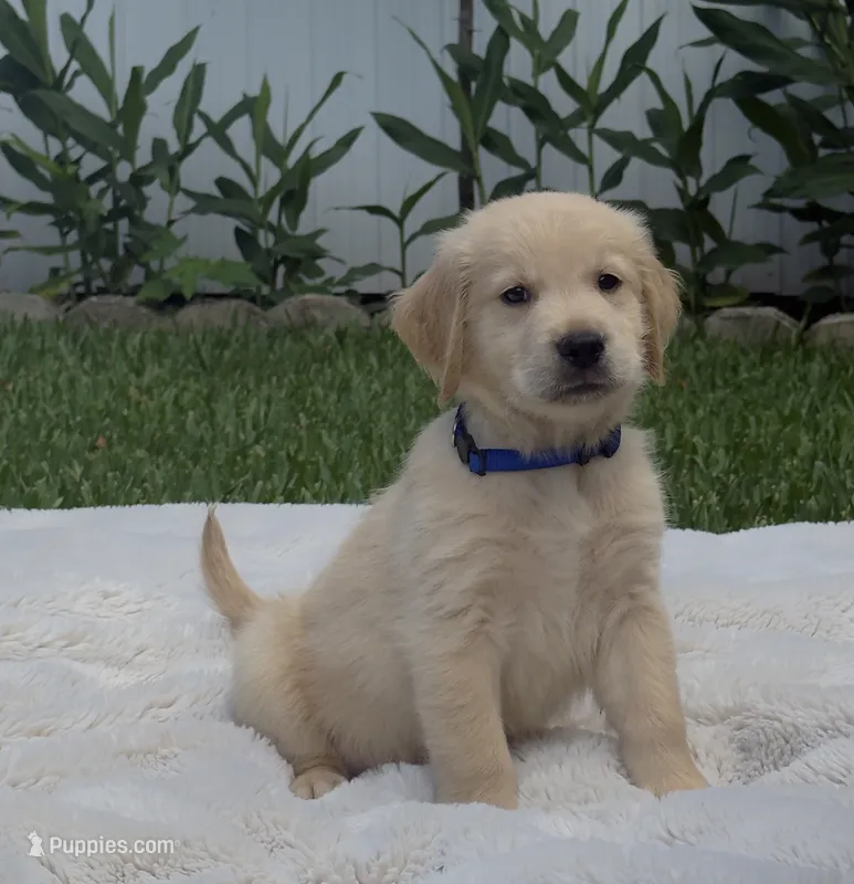 CLIFFORD  – Golden Retriever puppy for sale in Miami, FL