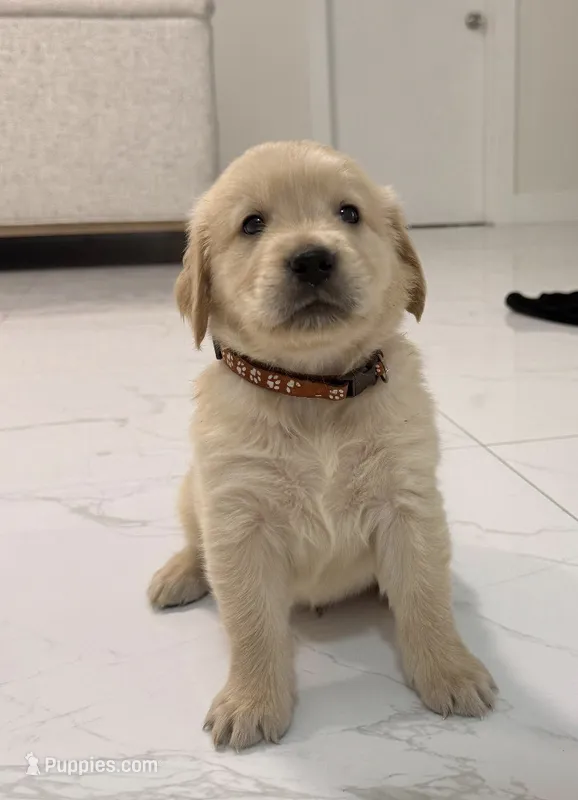 CLIFFORD  – Golden Retriever puppy for sale in Miami, FL