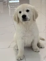Lilly, a female English Cream Golden Retriever for sale in Miami, FL – 1 of 1