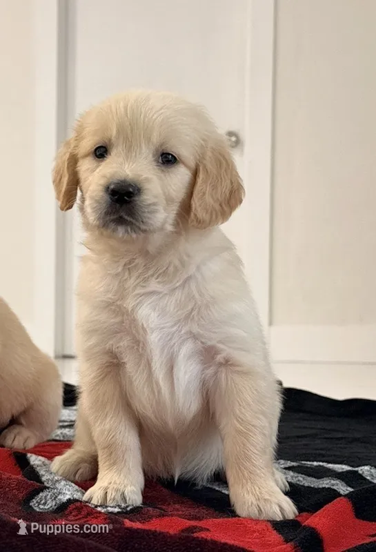 PENNY – Golden Retriever puppy for sale in Miami, FL