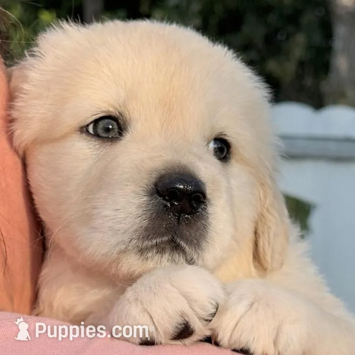 Buddy – English Cream Golden Retriever puppy for sale in Miami, FL