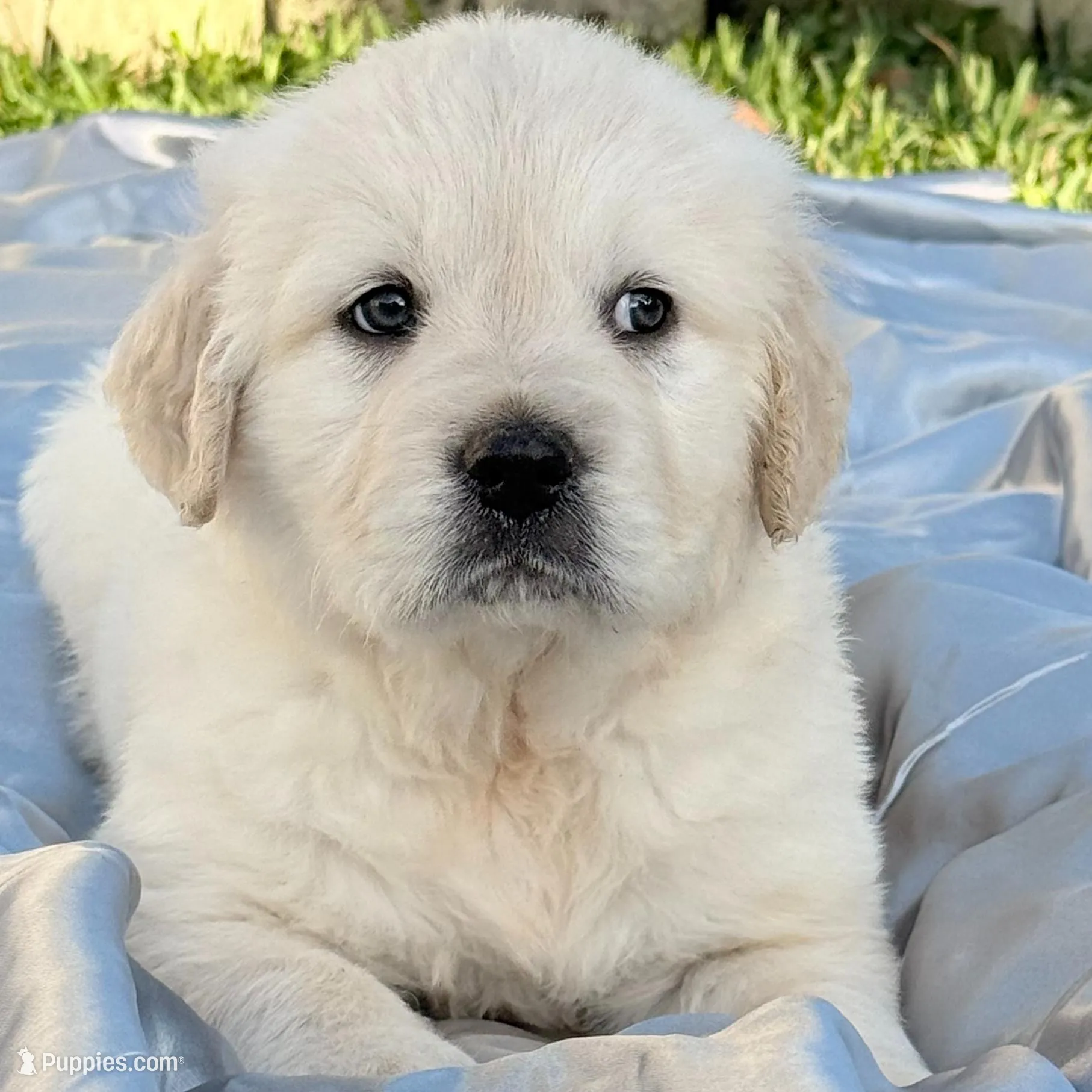Jason  – English Cream Golden Retriever puppy for sale in Miami, FL