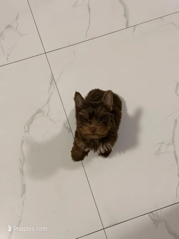 Ted – Yorkshire Terrier puppy for sale in Miami, FL