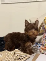 Ted, a male Yorkshire Terrier for sale in Miami, FL – Photo 2 of 2