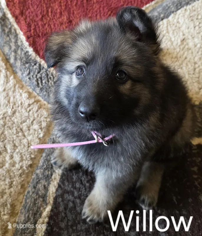Willow – German Shepherd Dog puppy on hold in Moab, UT