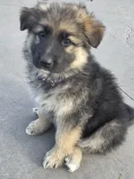 Olive , a female German Shepherd Dog for sale in Moab, UT – 2 of 4