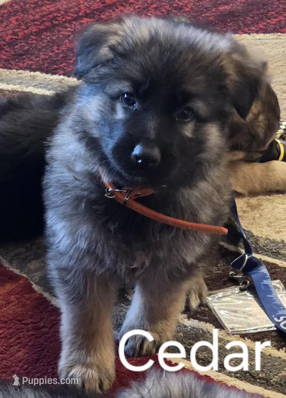 Cedar – German Shepherd Dog puppy on hold in Moab, UT